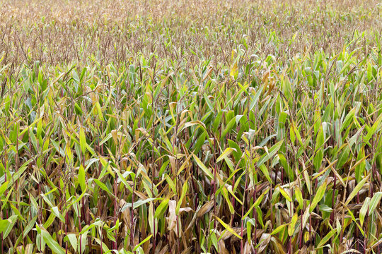 field with mature corn