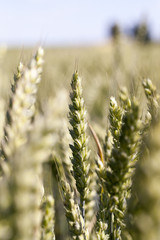 agricultural field wheat