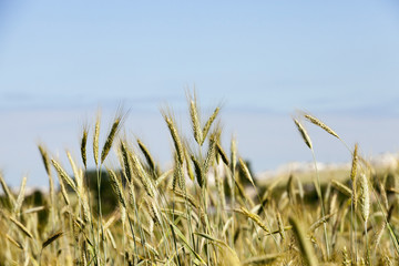 immature green grass
