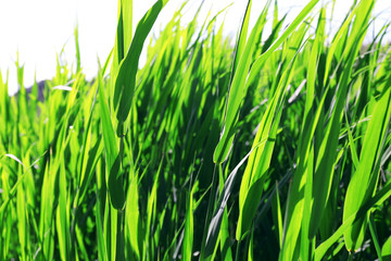 Fototapeta na wymiar Green grass meadow on a sunny day