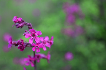 Wild flowers in a meadow