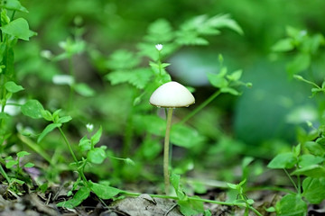 Non-edible mushroom in a forest