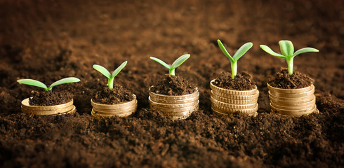 Coins in soil with young plant. Money growth concept.