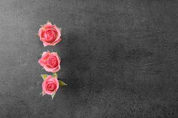 Beautiful roses on grey background