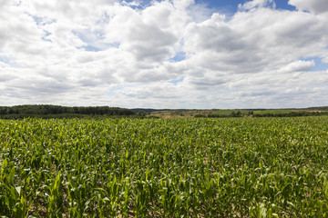 Fototapeta na wymiar corn field, summer
