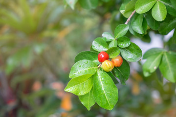 Fresh Barbados cherry on tree.