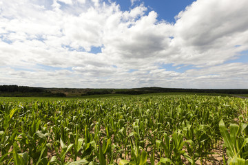 Fototapeta na wymiar Field with corn