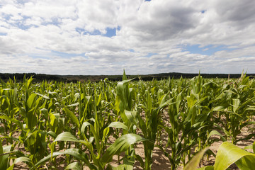 corn field, summer