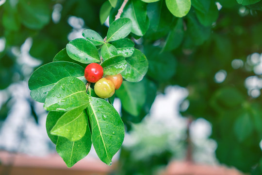 Fresh Barbados Cherry On Tree.