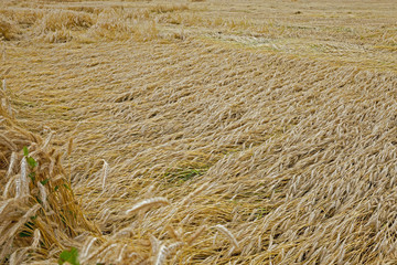 Field of cereal in the summer