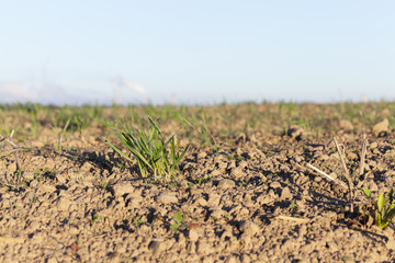 young grass plants, close-up