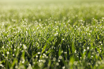 young grass plants, close-up