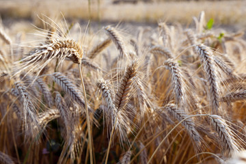Fototapeta premium ripe yellow cereals