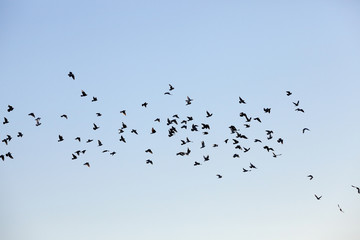 birds flying in the sky