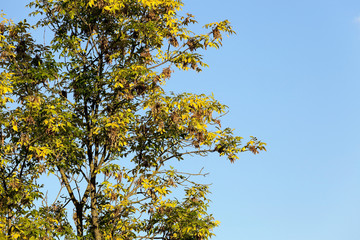 yellowed maple leaves