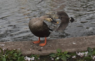 Duck playing with a bird
