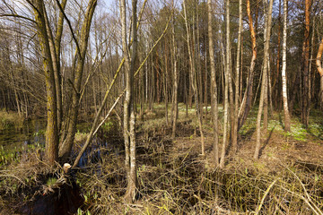 trees in spring