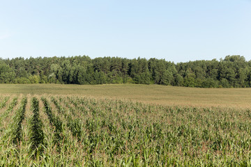 Corn field, summer