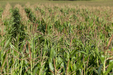 Obraz premium Corn field, summer