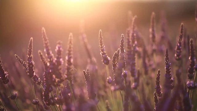 Lavandes, valensole, France