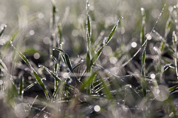 young grass plants, close-up