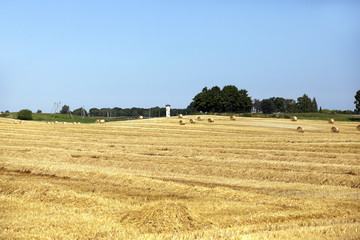 Fototapeta na wymiar farm field cereals