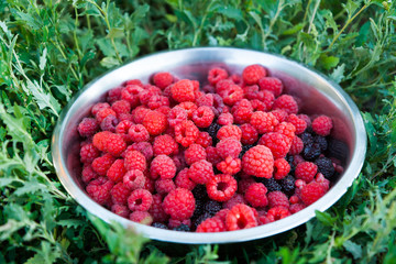 Metal bowl with raspberries on green grass