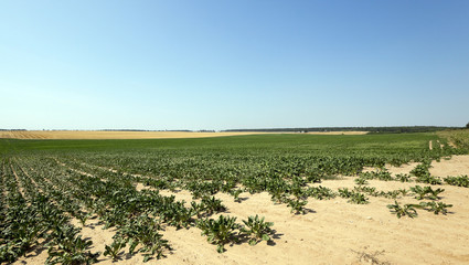 field with beetroot