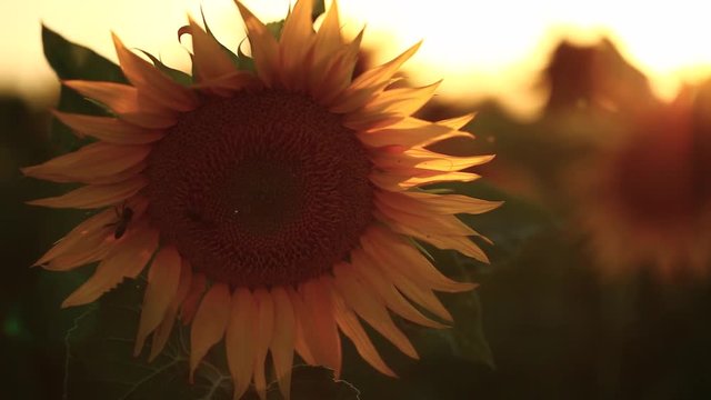 fleur de tournesol, France