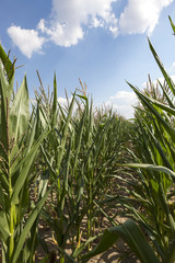 corn field, agriculture