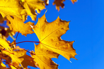 Fototapeta na wymiar yellowed maple leaves