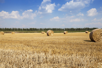 Fototapeta premium farm field cereals