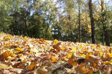 autumn in the park