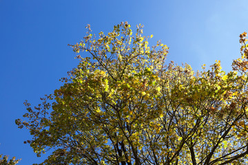 yellowed maple leaves