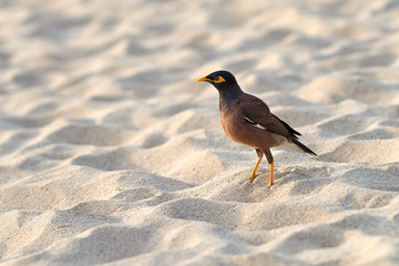 Myna bird on the sand in Thailand