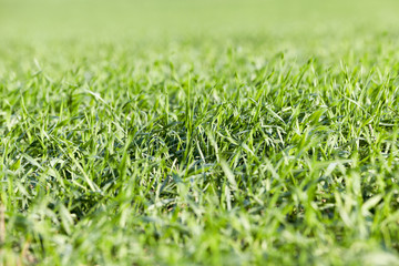 young grass plants, close-up