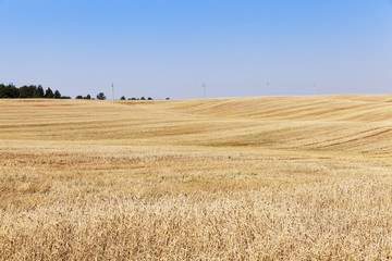 Fototapeta premium collection of rye crops