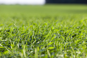 young grass plants, close-up