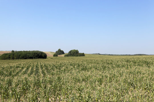 Field of green corn