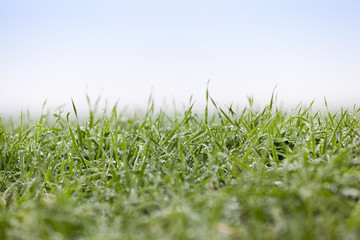 young grass plants, close-up