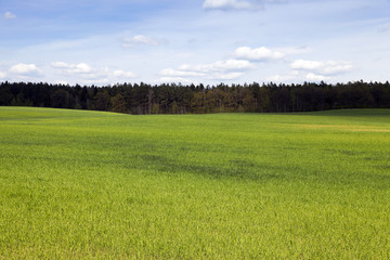 field in spring