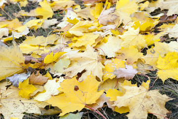 The fallen to the ground.