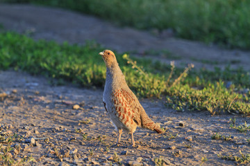 gray partridge standing in the way lit by the sun