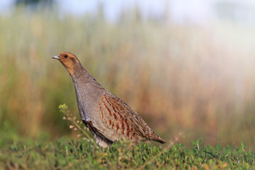 gray partridge tread carefully on the road with sunny hotspot