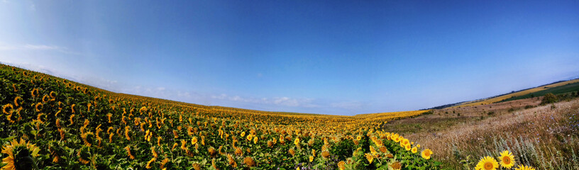 Panorama field of sunflowers