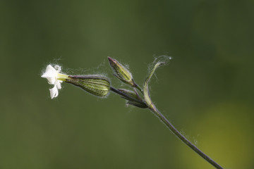 Closeup of wild  flowerWhite campion,Silene alba