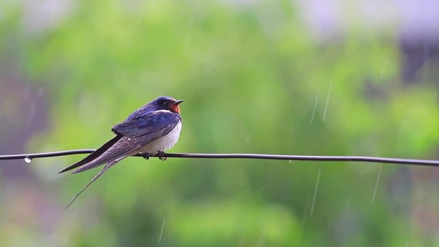 swallow on the wire in the rain