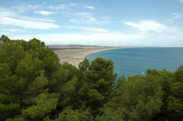 Leucate, Aude, plage des Coussoules et pins maritimes