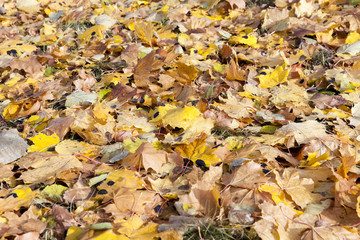 leaves of the trees,