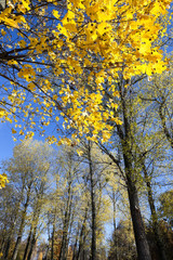birch tree in autumn